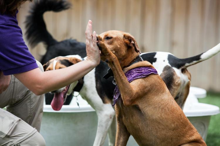 Instructions to Begin a Dog Training Career Pets Corner
