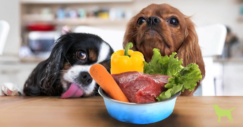 are-raw-foods-safe-for-your-dog-pets-corner