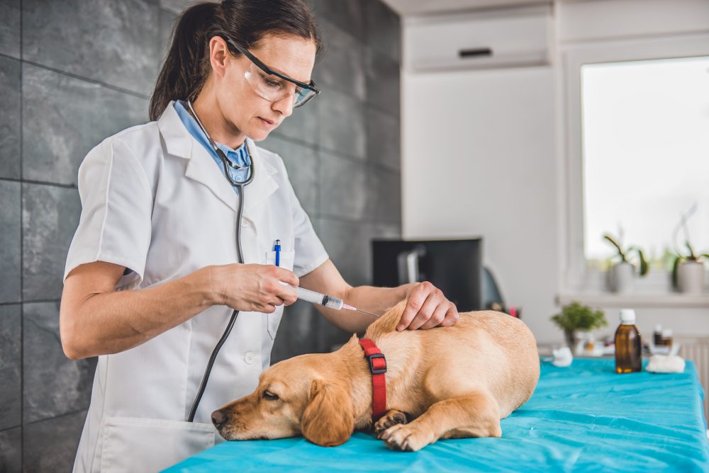 Vet Technician Program Georgia