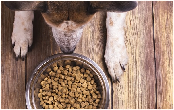 Pet Food For Optimal Pet Health - Pets Corner